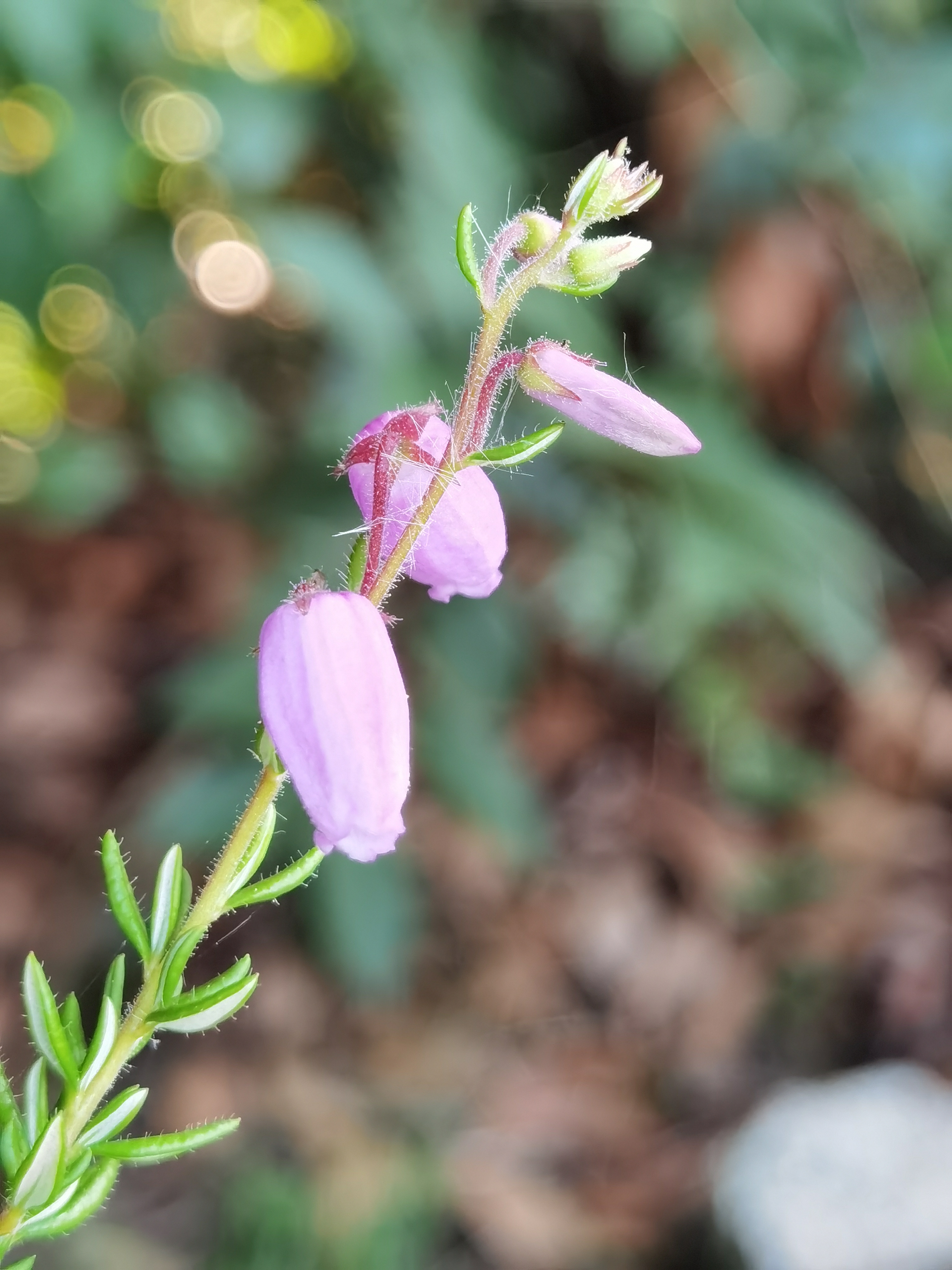 Daboecia cantabrica 2